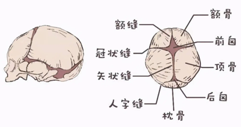 有前囟和后囟之分