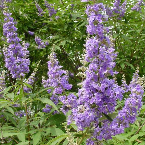 圣洁莓的功效与作用