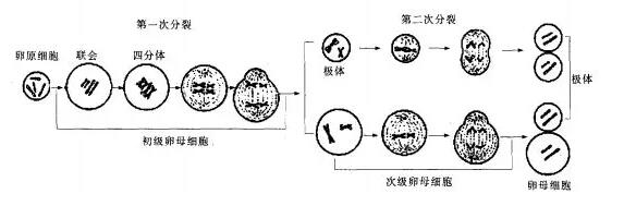 卵子减数过程图手绘图片