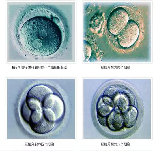 一级八细胞胚胎照片图片