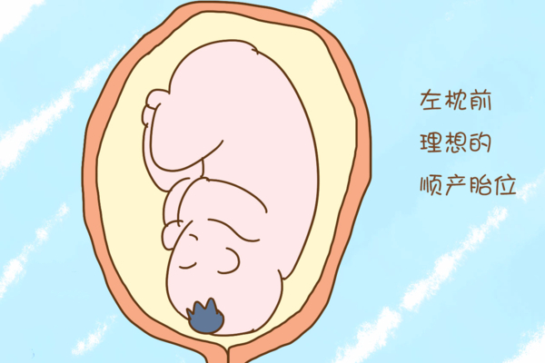 左枕前位胎儿图图片