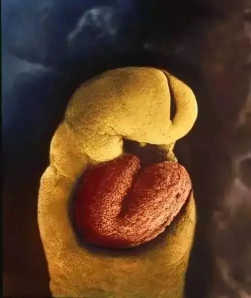 这是当精子和卵子结合的场景,当它们相遇的时候就会形成受精卵,这个