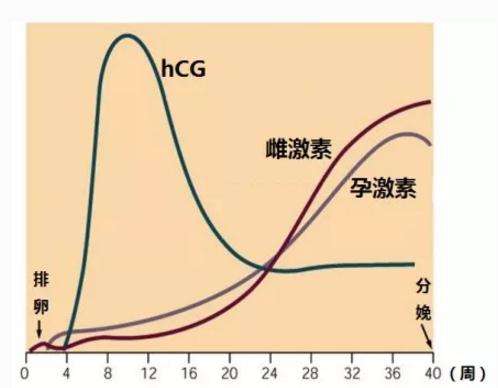 hcg曲线图片